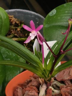 Neofinetia falcata  Collection item 3