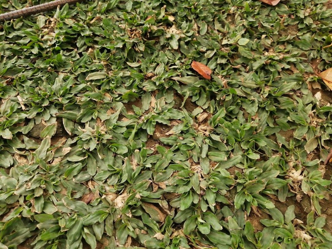 Frog grass,Carabao grass,Blue grass, Furniture & Home Living, Gardening ...