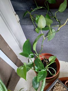 (Category: ) located in . Submitted by 1dollarplants (Listing ID 1267936478, Image 1). Description: .