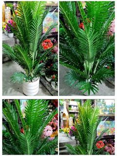 Palmera 4 feet Artificial Palmera Plant with black vase
