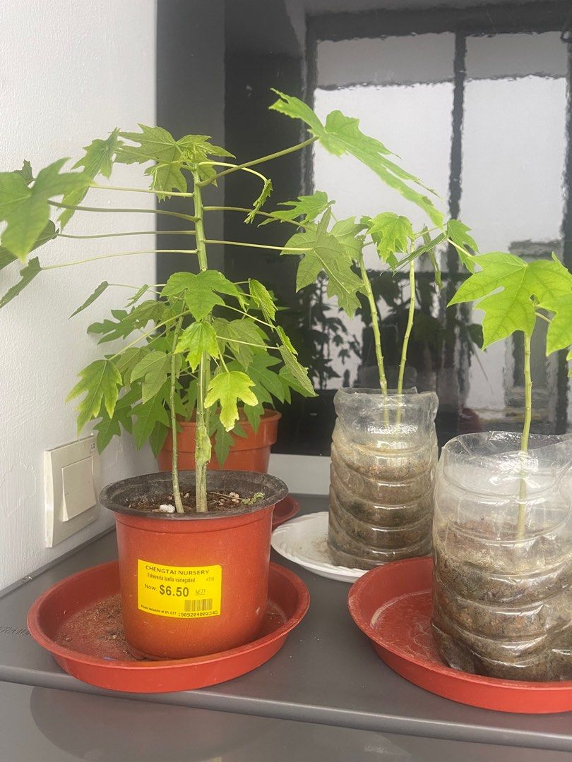 Papaya tree for sale, Furniture & Home Living, Gardening, Plants