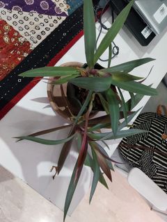 (Category: ) located in . Submitted by 1dollarplants (Listing ID 1267937014, Image 1). Description: .