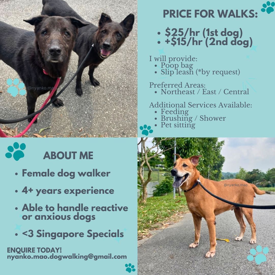 Accessories for dog walkers hot sale