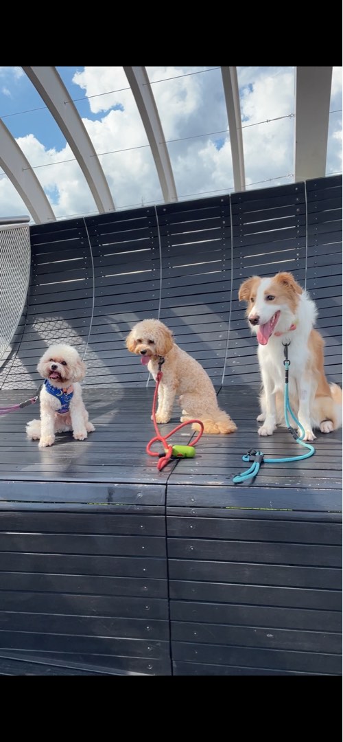 Dog Daycare/Boarding (Central), Lifestyle Services, Pet Care Services