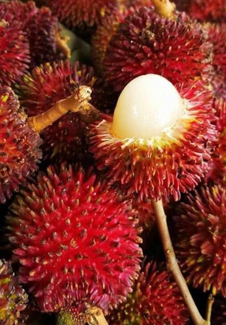 Pulesan Grafted pulasan, Furniture & Home Living, Gardening, Plants & Seeds on ...
