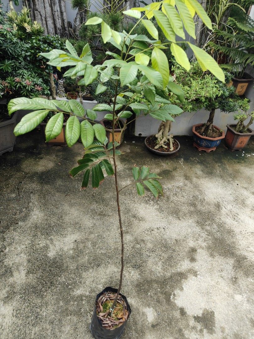 Pulesan Grafted pulasan, Furniture & Home Living, Gardening, Plants & Seeds on ...