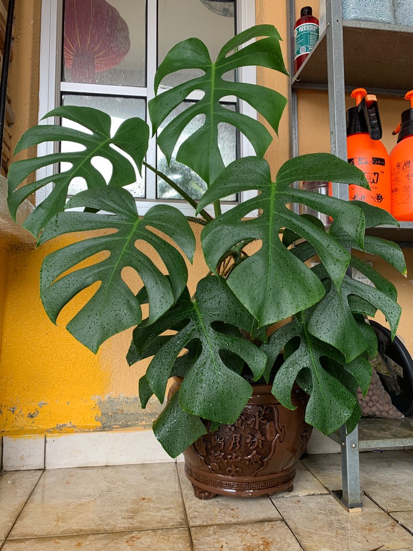 Monstera Deliciosa var Brazilian Common Form, Furniture & Home Living