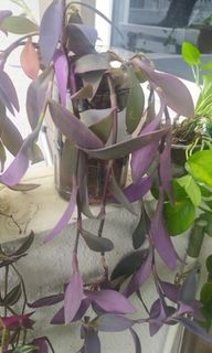 (Category: ) located in . Submitted by 1dollarplants (Listing ID 1268061413, Image 1). Description: .