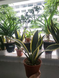 (Category: ) located in . Submitted by bambam462 (Listing ID 1268021508, Image 1). Description: .