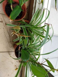 (Category: ) located in . Submitted by 1dollarplants (Listing ID 1267977020, Image 1). Description: .