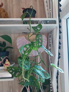 (Category: ) located in . Submitted by 1dollarplants (Listing ID 1267977340, Image 1). Description: .