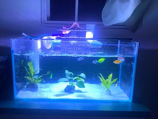 (Category: ) located in . Submitted by sanrnisa (Listing ID 1268115311, Image 1). Description: .