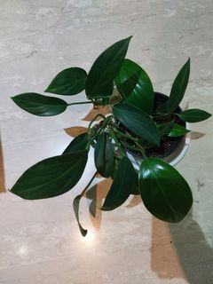 (Category: ) located in . Submitted by 1dollarplants (Listing ID 1268277369, Image 1). Description: .