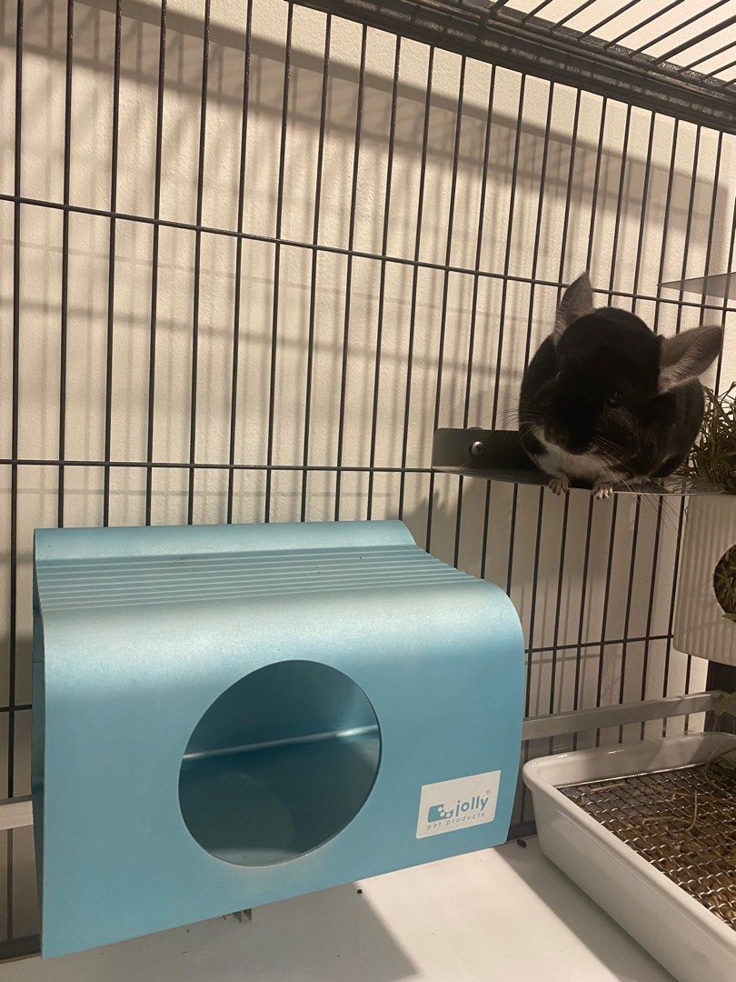 Chinchilla cooling house, Pet Supplies, Homes & Other Pet Accessories