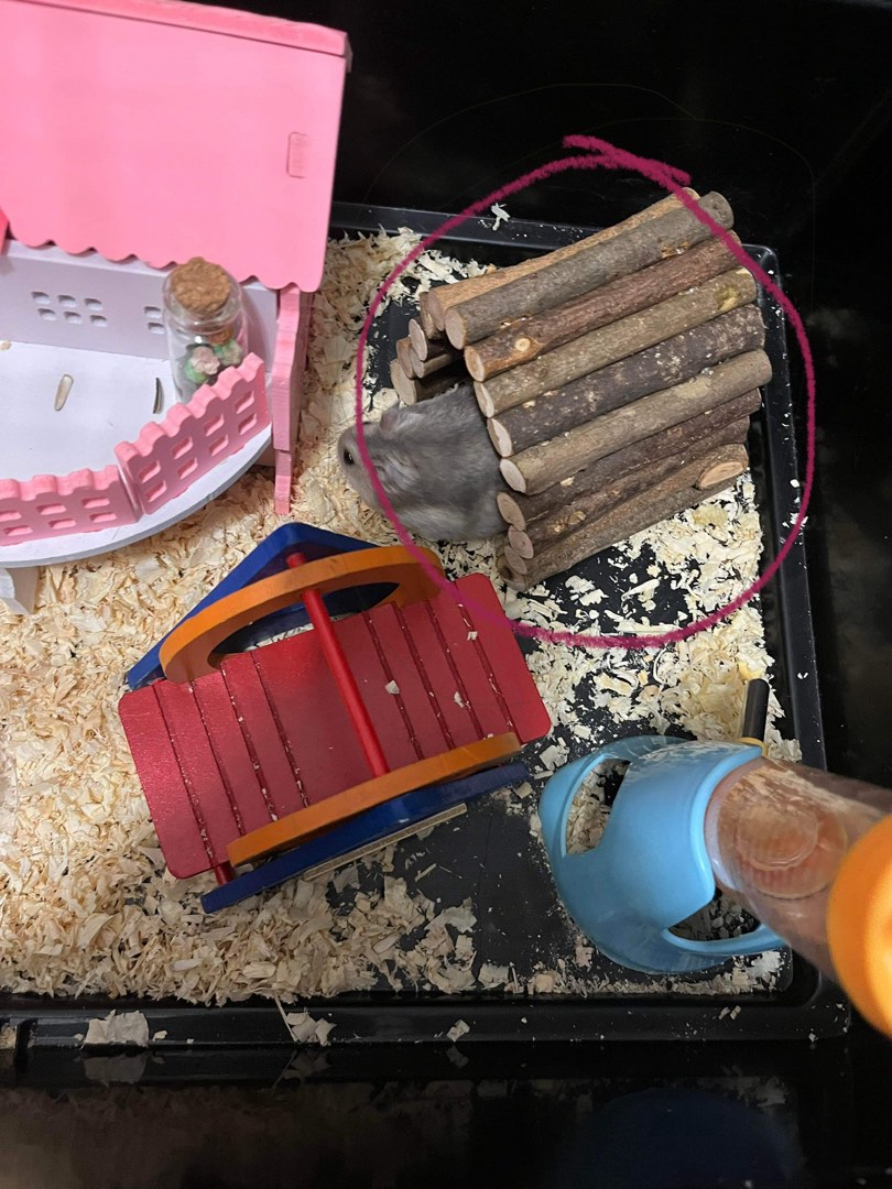 Picture of Hamster bridge, Pet Supplies, Homes & Other Pet Accessories on Carousell