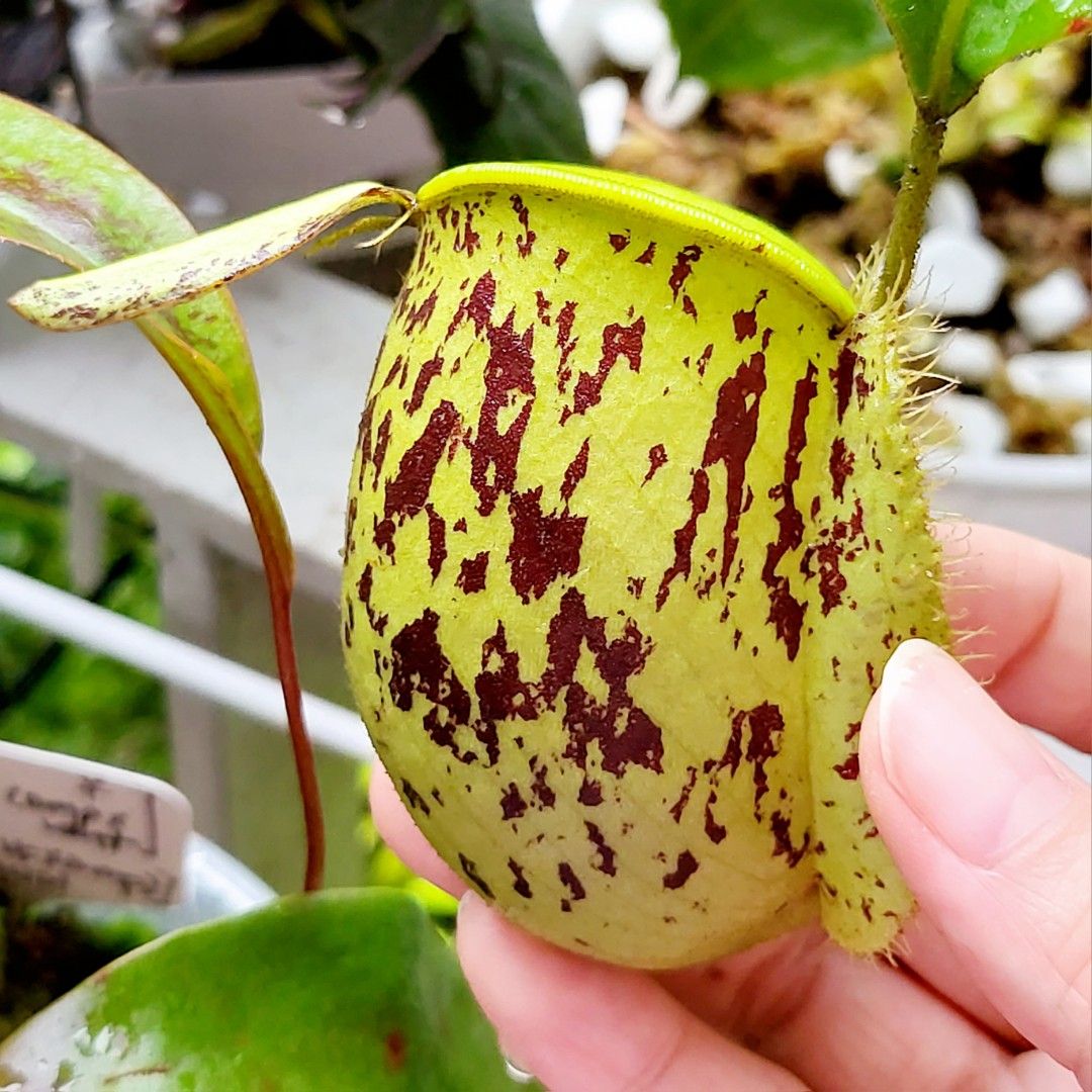 Nepenthes Ampullaria Pitcher Plant Carnivorous Insect Catcher Exotic ...