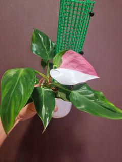 (Category: ) located in . Submitted by PlantAPlantAtHome (Listing ID 1268324664, Image 1). Description: .