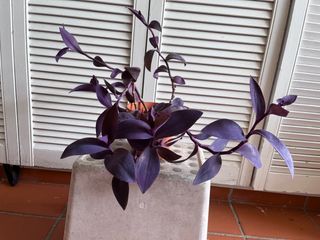 Purple Hearts plant with or without pot