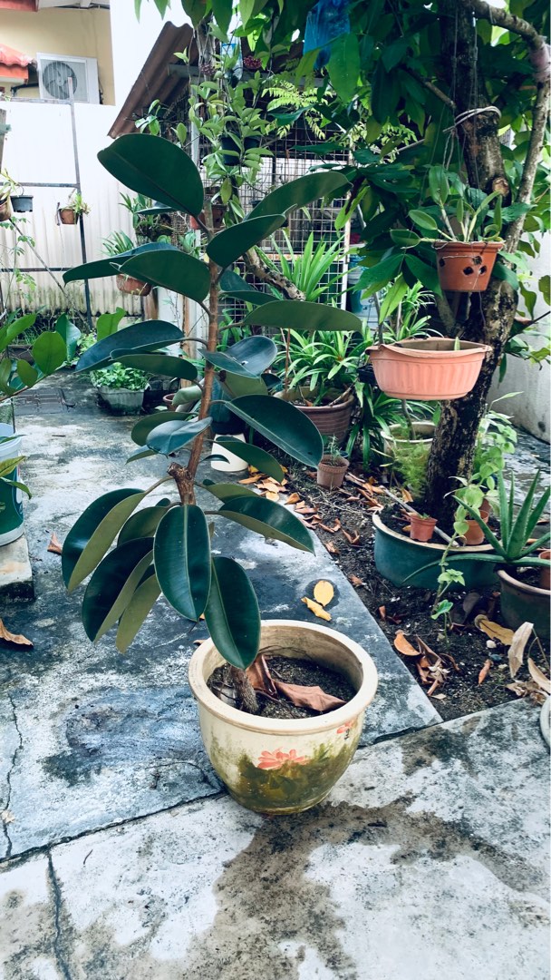 Rubber Tree, Furniture & Home Living, Gardening, Plants & Seeds on