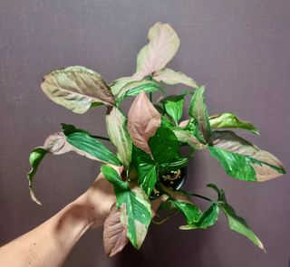 (Category: ) located in . Submitted by PlantAPlantAtHome (Listing ID 1268325103, Image 1). Description: .