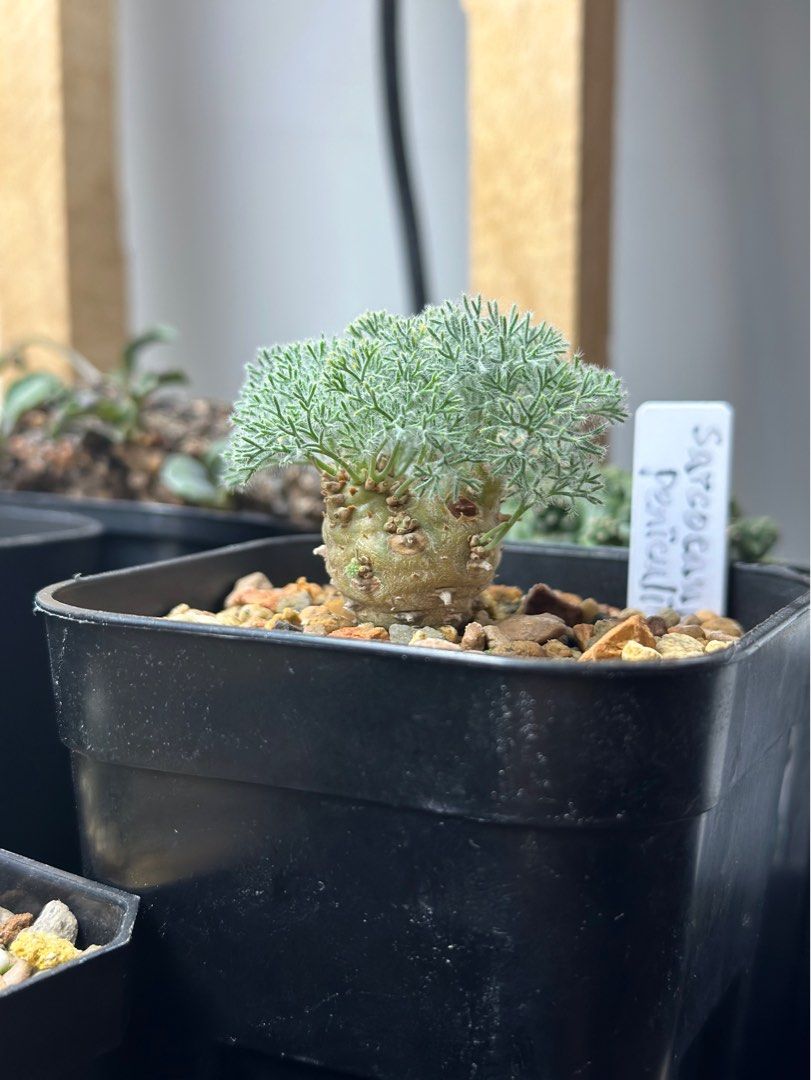 モンソニア ペニクリナム　（サルコカウロン）鉢ごと発送 サルコカウロン ペニクリナム モンソニア peniculina 大1株① 【公式通販】