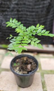（分類：）位於 。 由 kanhome2021 提交（商品編號 1268373180，圖片 1）。簡介： 。