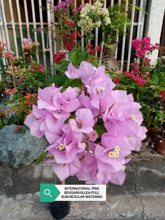 FLOWERING BOUGAINVILLEAS IS NOW ON SALE PLUS  OTHER INDOOR AND OUTDOOR PLANTS