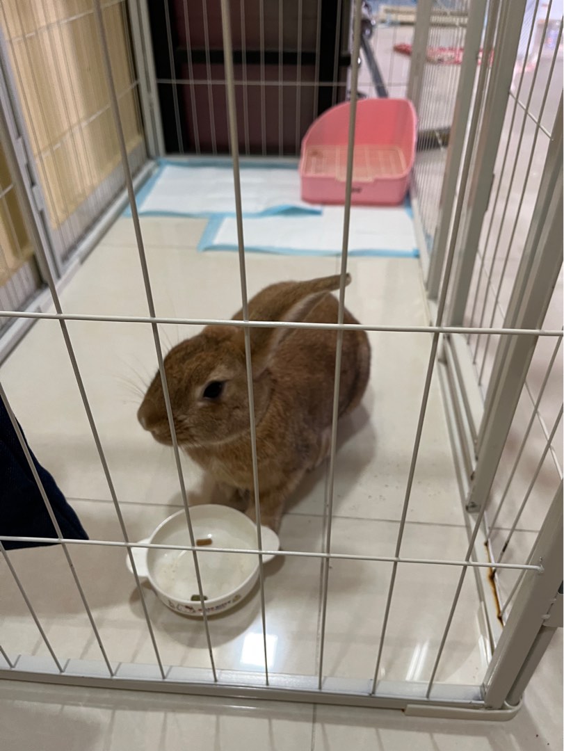 Rabbit Boarding Home in Sengkang, Pet Supplies, Homes & Other Pet
