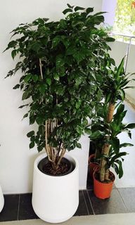(Category: ) located in . Submitted by skgardentrt (Listing ID 1268360905, Image 1). Description: .
