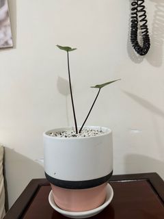 （分類：）位於 。 由 lc1219 提交（商品編號 1263678787，圖片 1）。簡介： 。