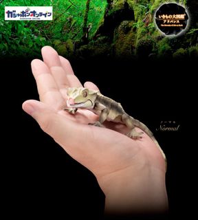 （分類：）位於 。 由 kk__cheung 提交（商品編號 1263537429，圖片 1）。簡介： 。