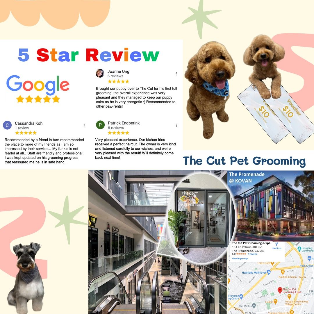 Dog GroomingSengkang/Punggol w Transport pickup (5star review