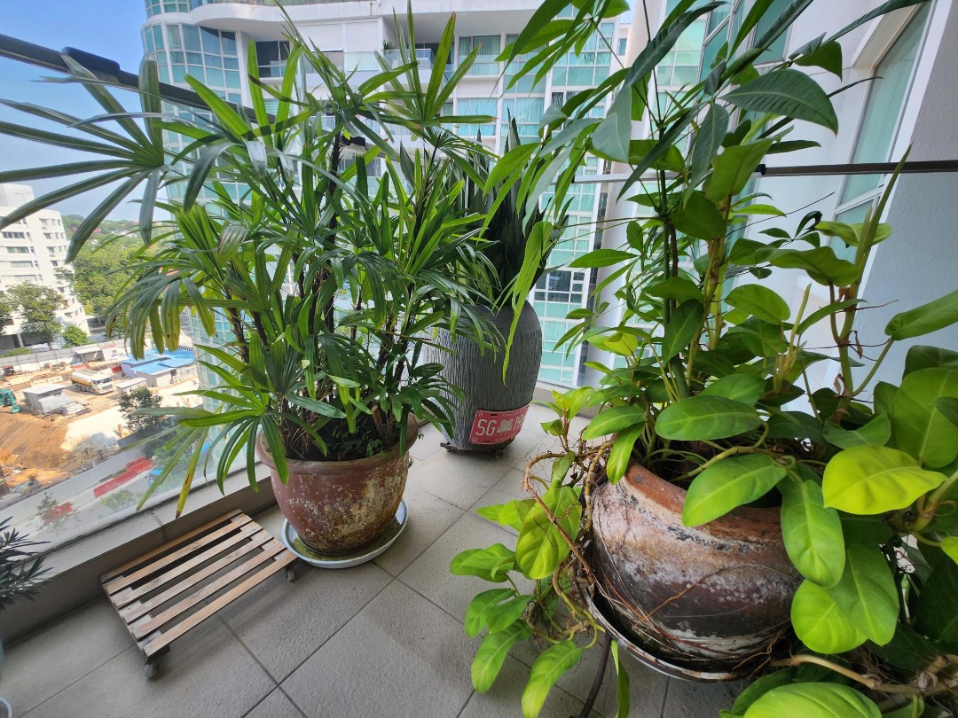 Large Outdoor Plants set of 3 for sale!, Furniture & Home Living