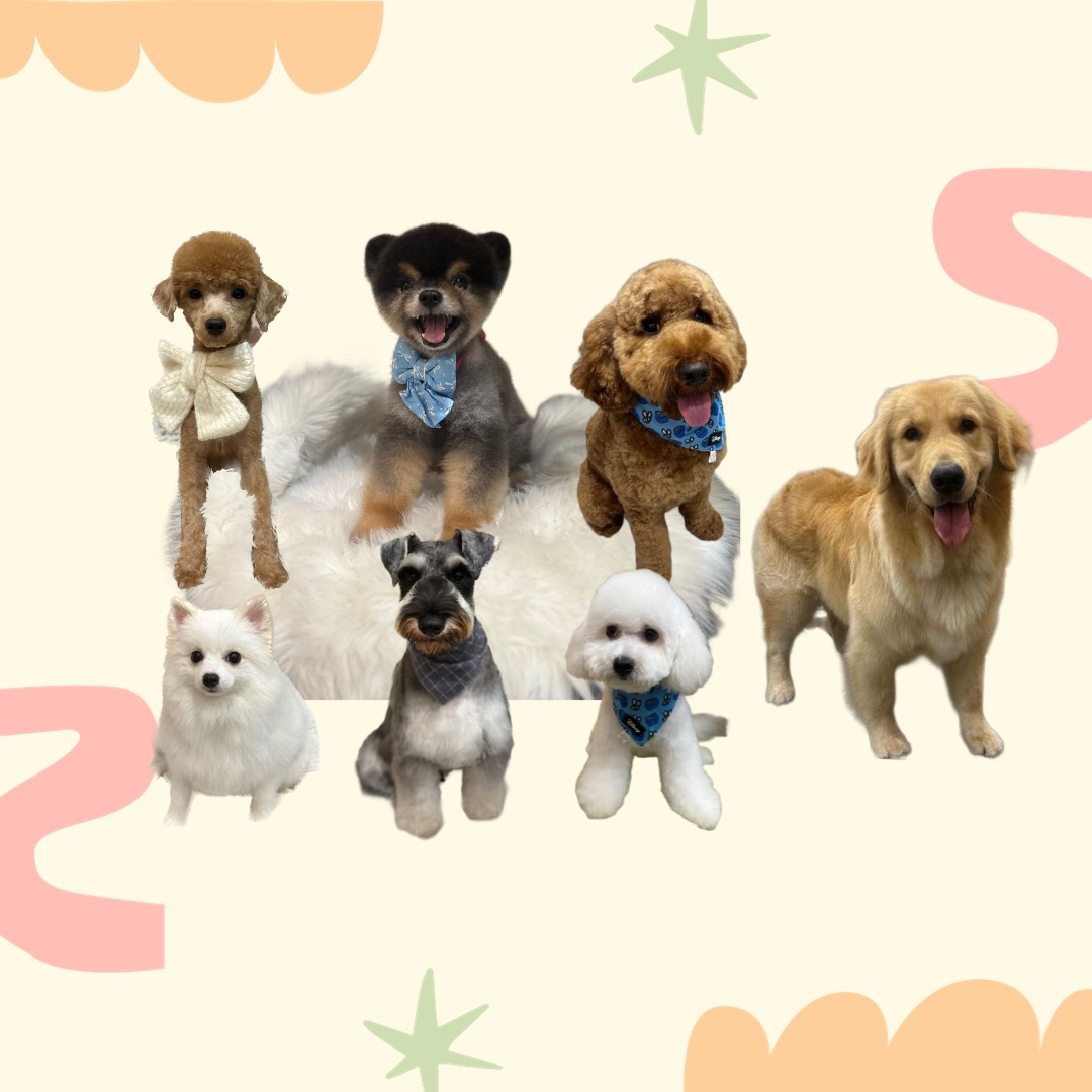 Affordable mobile 2024 pet grooming