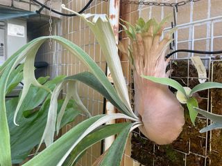 （分類：）位於 。 由 pteridology 提交（商品編號 1263534732，圖片 1）。簡介： 。