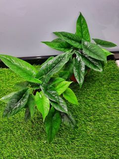 Alocasia Scalprum