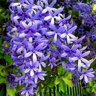 Enchanting Purple Sandpaper Vines Plant