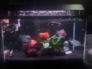 (Category: ) located in . Submitted by zeetthan (Listing ID 1268542364, Image 1). Description: .