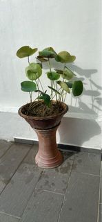 Lotus plant
