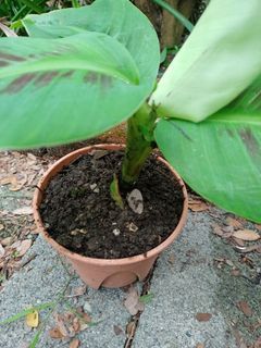 Organic baby dwarf banana with free pandan plant