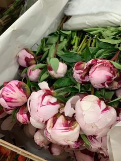 Peony 5 stalks