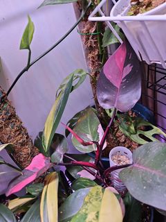 （分類：）位於 。 由 plant_yeah 提交（商品編號 1268639600，圖片 1）。簡介： 。