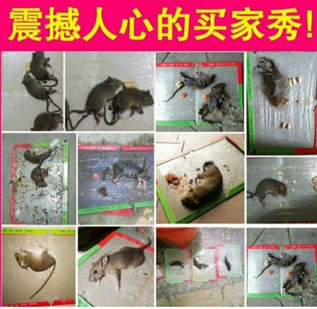 Rat / Cockroach / Lizard Glue Trap, Everything Else on Carousell