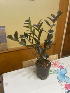 (Category: ) located in . Submitted by grtvc (Listing ID 1268638463, Image 1). Description: .