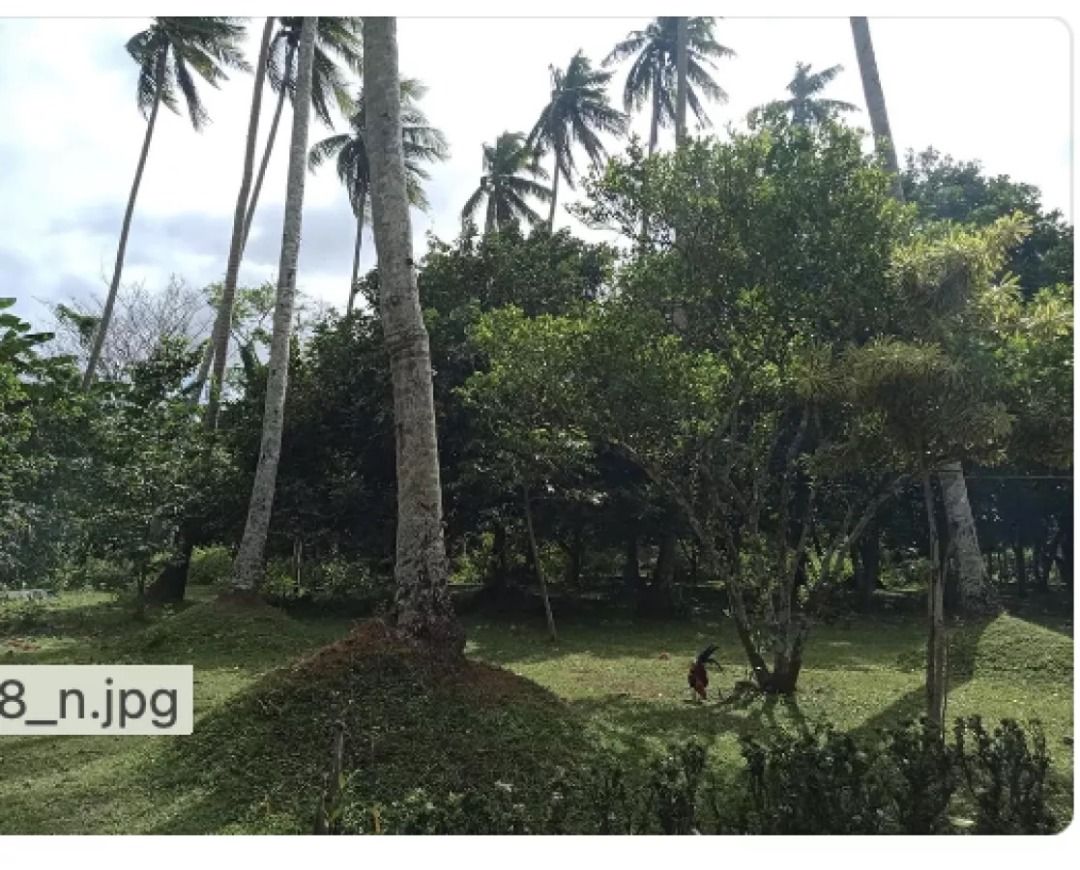 32,000 SQM Farm Lot in Liliw, Laguna, Property, For Sale, Lot on Carousell