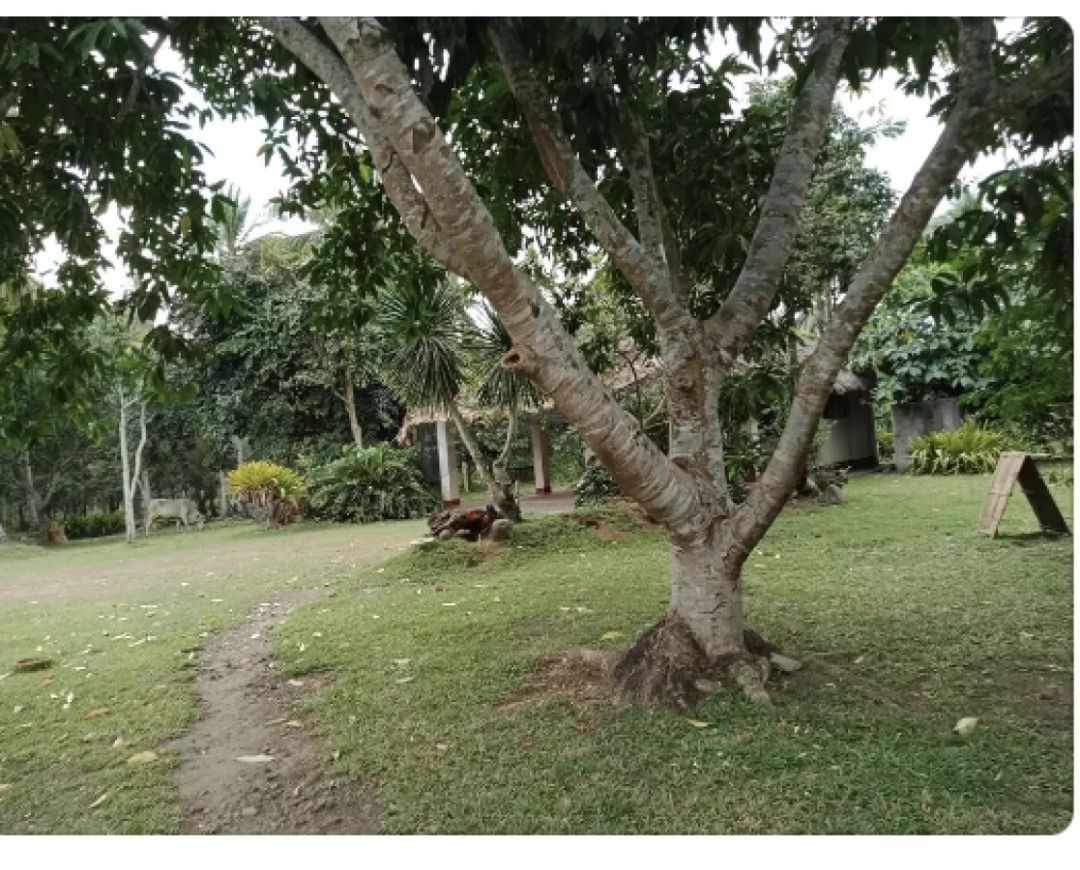 32,000 SQM Farm Lot in Liliw, Laguna, Property, For Sale, Lot on Carousell