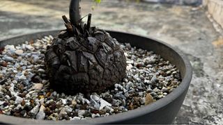 （分類：）位於 。 由 tksn_stephen 提交（商品編號 1263725516，圖片 1）。簡介： 。