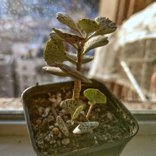 （分類：）位於 。 由 kcldiy 提交（商品編號 1263819809，圖片 1）。簡介： 。