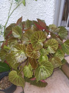 Begonia in porcelain pot