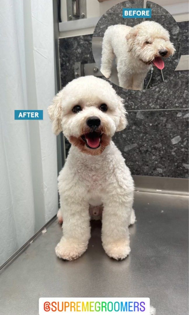 (Yishun) Dog Grooming / Pet Grooming / Boarding, Lifestyle Services